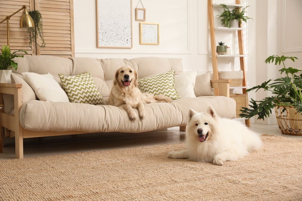 Adorable,Dogs,Resting,In,Modern,Living,Room