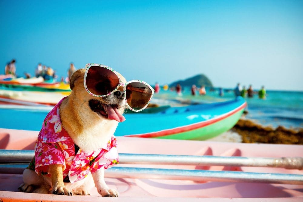 Cute,Chihuahua,Dog,Wearing,Sunglasses,On,A,Kayak,At,The