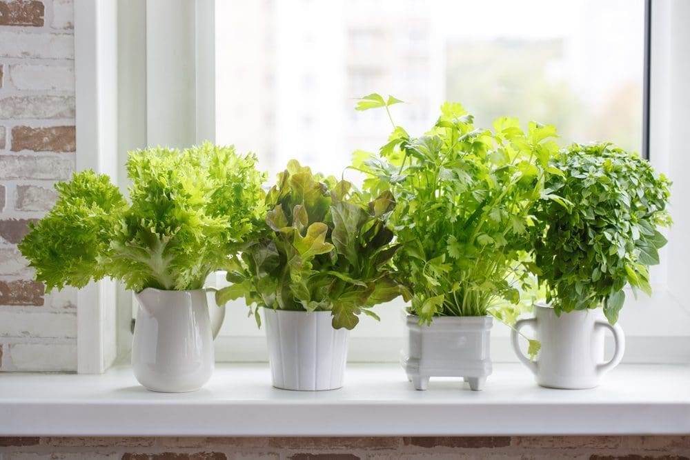 Fresh,Aromatic,Culinary,Herbs,In,White,Pots,On,Windowsill.,Lettuce,