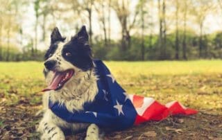 Panting,Border,Collie,Dog,Outside,Wearing,An,American,Flag,Cape